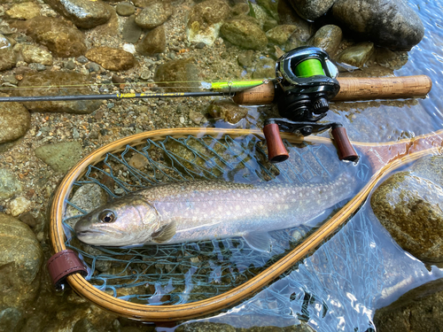 イワナの釣果