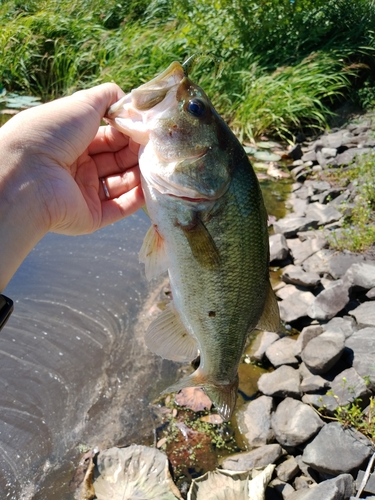 ブラックバスの釣果