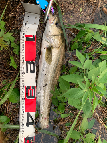 シーバスの釣果