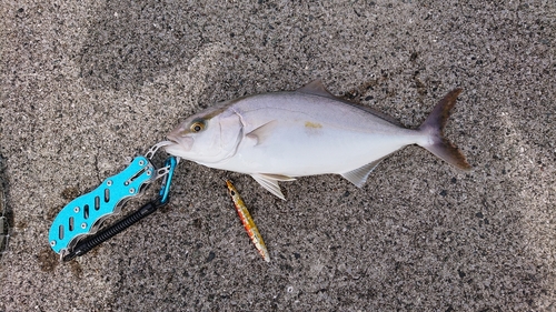 ネイリの釣果