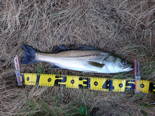 フッコ（マルスズキ）の釣果