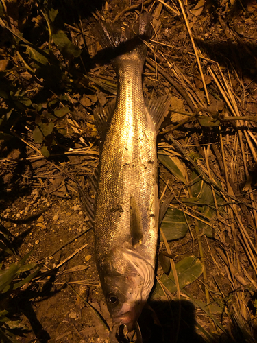 フッコ（マルスズキ）の釣果