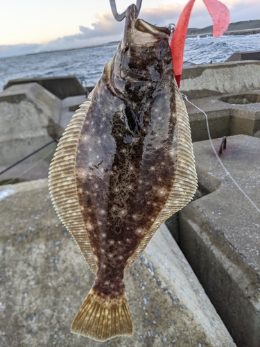 ソゲの釣果