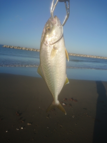 ショゴの釣果