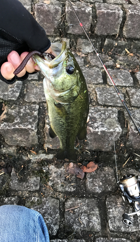 ラージマウスバスの釣果