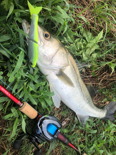 シーバスの釣果