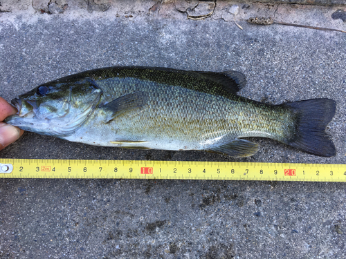 スモールマウスバスの釣果