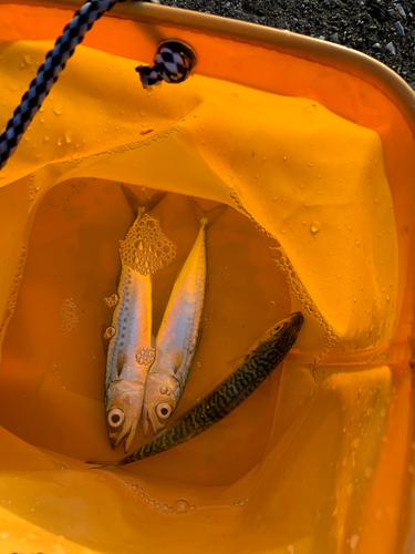 サバの釣果