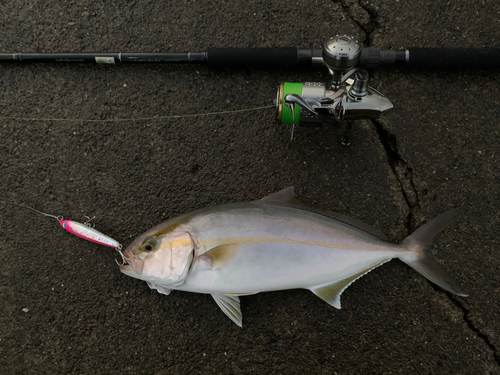 カンパチの釣果