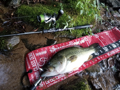 ブラックバスの釣果