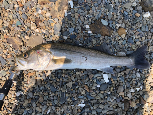 フッコ（マルスズキ）の釣果