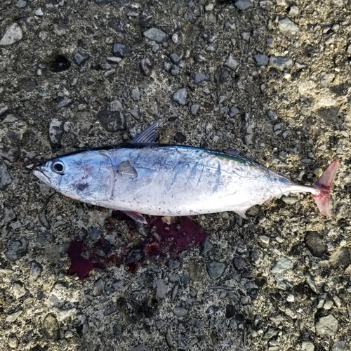 ソウダガツオの釣果