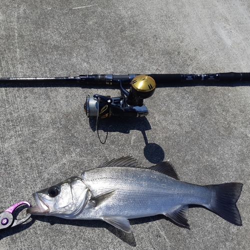 ヒラスズキの釣果