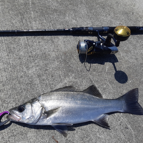 ヒラスズキの釣果