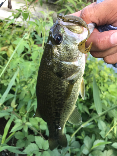 ラージマウスバスの釣果