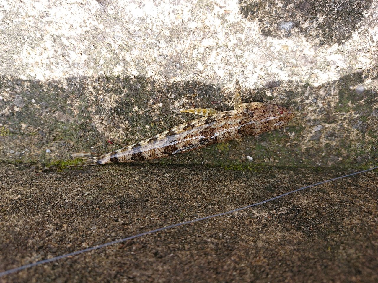 ウロハゼ