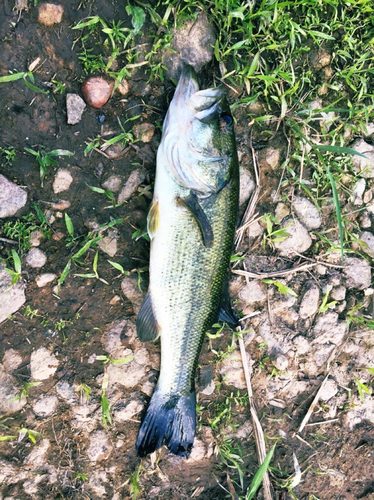 ラージマウスバスの釣果