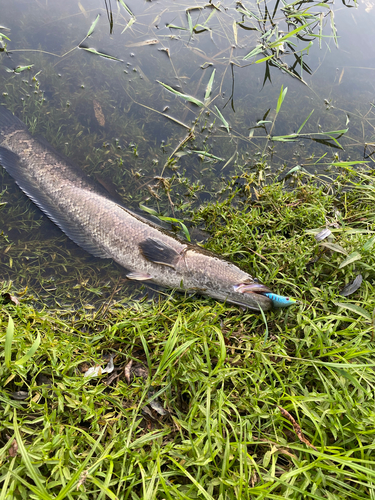 ライギョの釣果