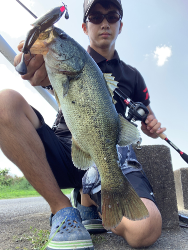 ブラックバスの釣果