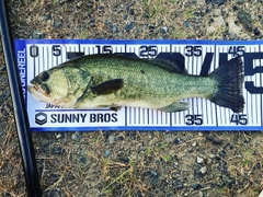ブラックバスの釣果