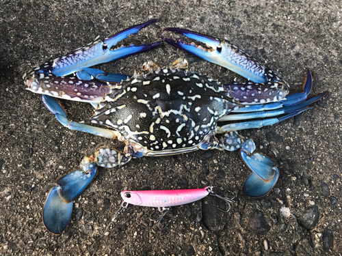 タイワンガザミの釣果