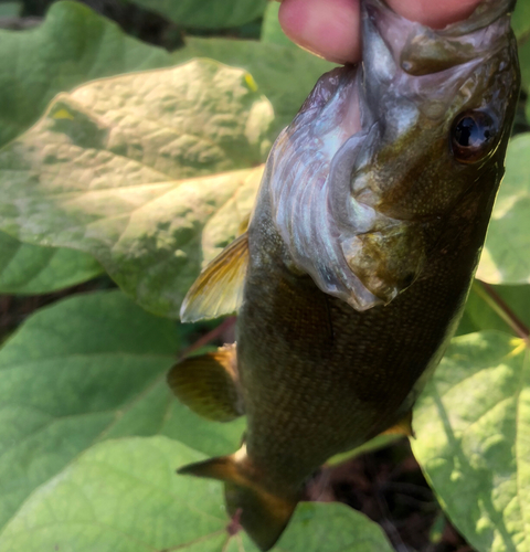 スモールマウスバスの釣果