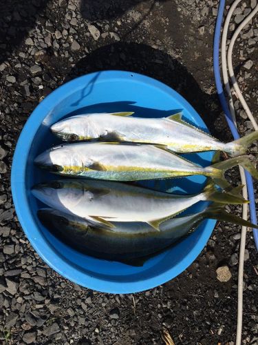 ヒラマサの釣果