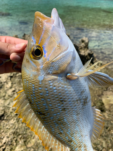 タマンの釣果