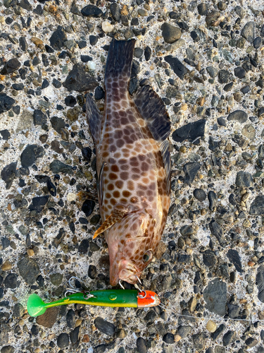 オオモンハタの釣果