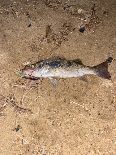 セイゴ（マルスズキ）の釣果