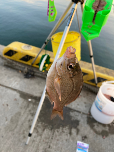 ウミタナゴの釣果