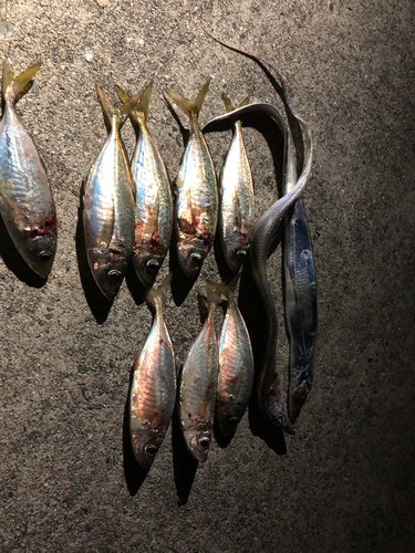 アジの釣果