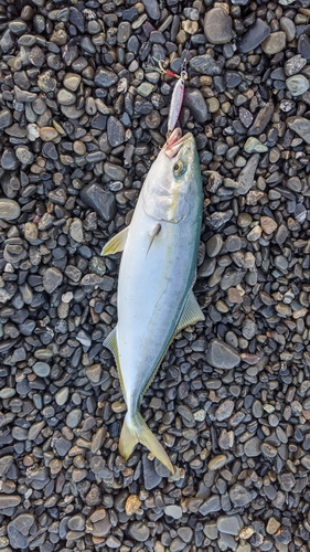 イナダの釣果