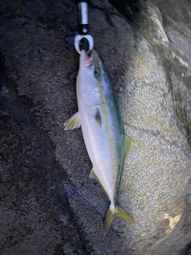 イナダの釣果