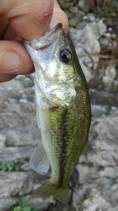 ラージマウスバスの釣果