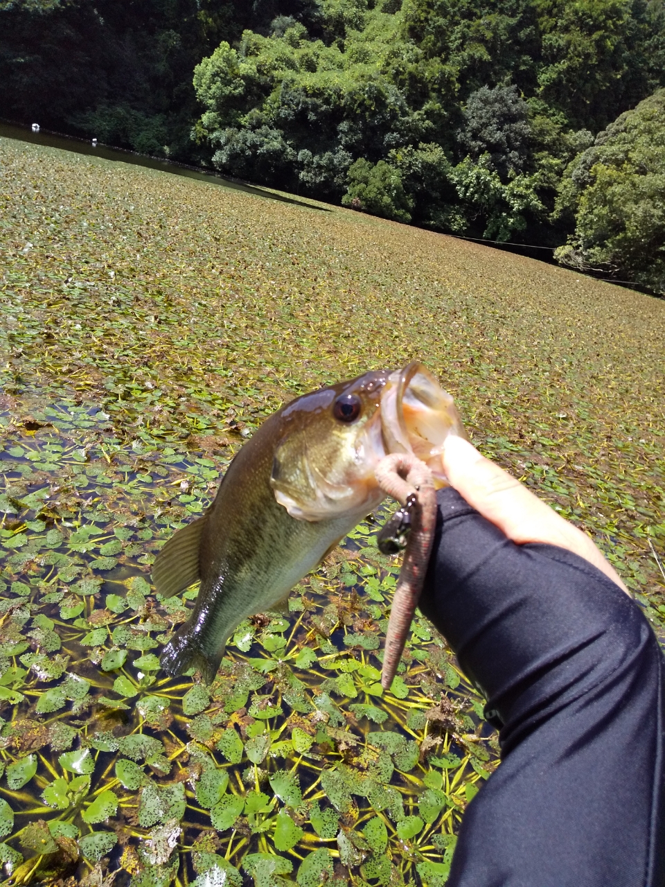 ブラックバス