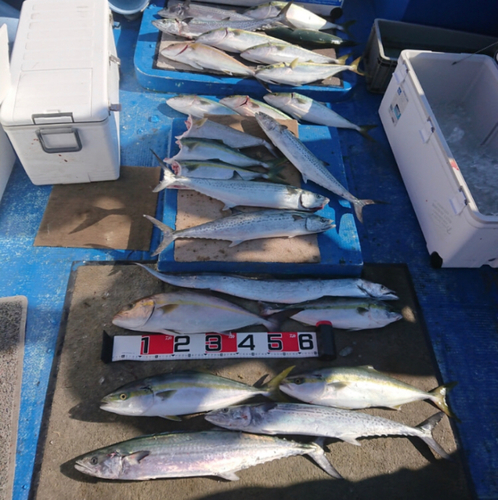 カンパチの釣果