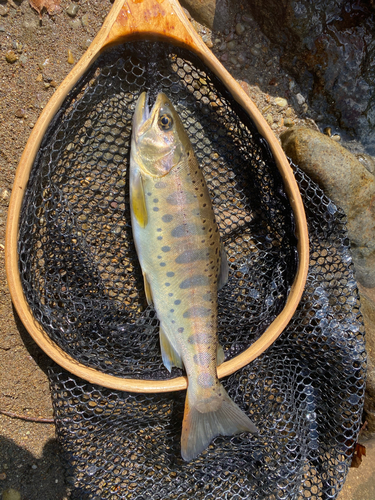 ヤマメの釣果