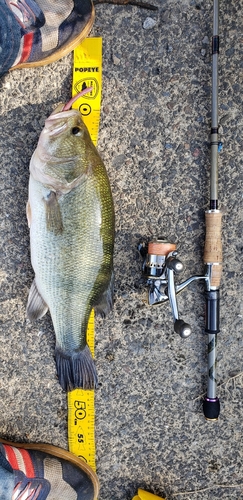 ブラックバスの釣果