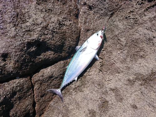 マルソウダの釣果