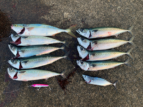 釣果