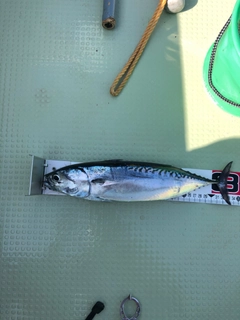 カツオの釣果