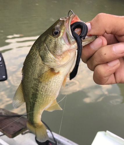 ラージマウスバスの釣果