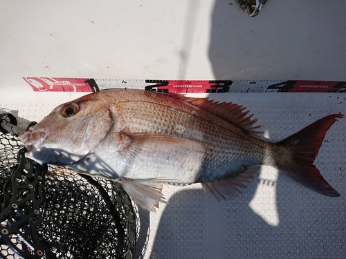 マダイの釣果