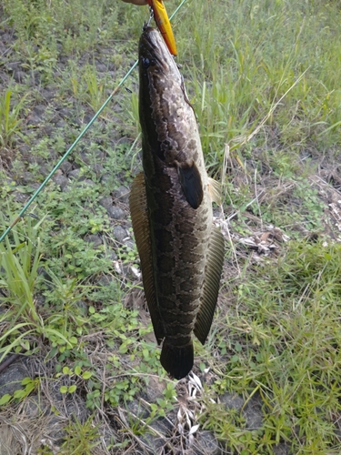 ライギョの釣果