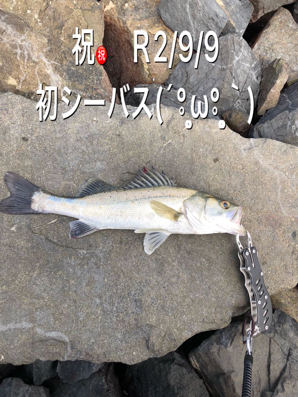 スズキ