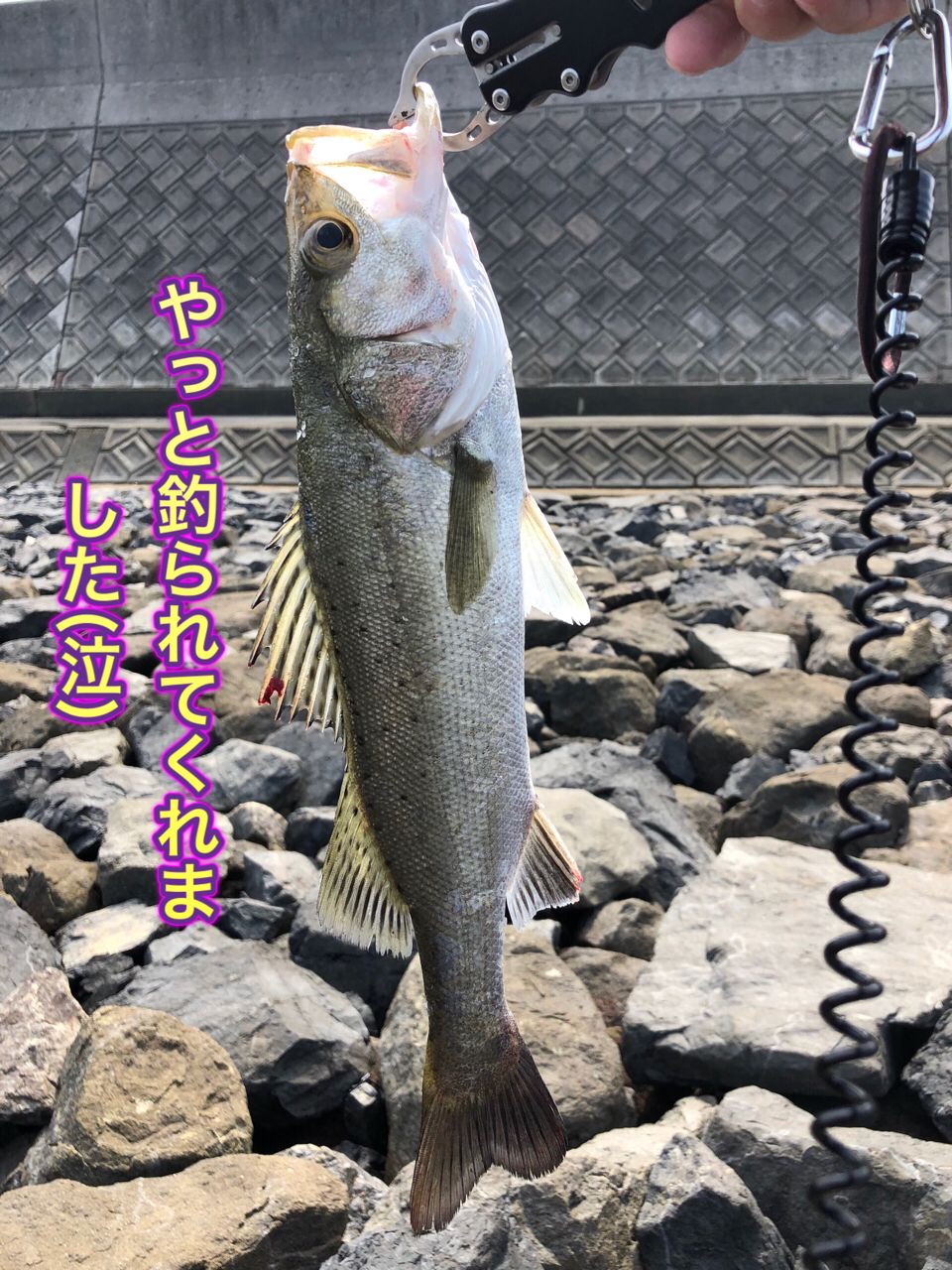 スズキ
