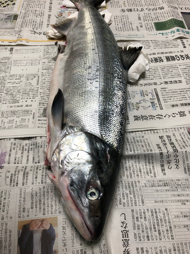 サケの釣果