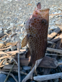 オオモンハタの釣果