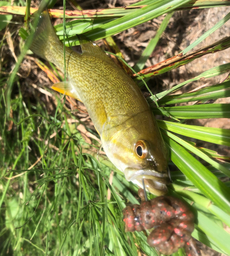 スモールマウスバスの釣果